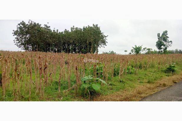 Bu tanah dijual lokasi strategis, bisnis masa depan bisa nego Bu tanah dijual lokasi strategis, bisnis masa depan bisa nego