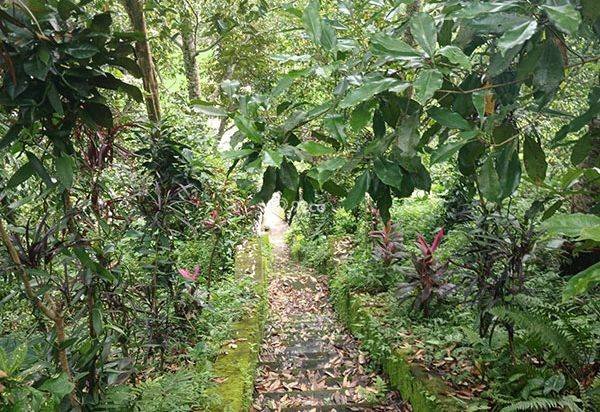 AMS-052.MM 🌴 Dijual Tanah Perkebunan Produktif 55 are di Bebetin Buleleng AMS-052.MM 🌴 Dijual Tanah Perkebunan Produktif 55 are di Bebetin Buleleng