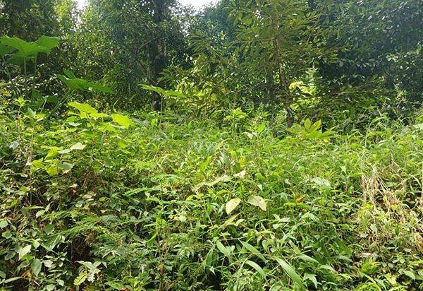 AMS-052.MM 🌴 Dijual Tanah Perkebunan Produktif 55 are di Bebetin Buleleng AMS-052.MM 🌴 Dijual Tanah Perkebunan Produktif 55 are di Bebetin Buleleng