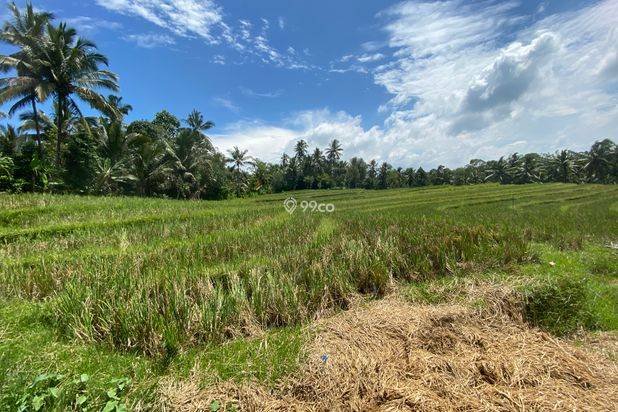 Jual Tanah View Sawah dan Hutan di Wanagiri Tabanan Jual Tanah View Sawah dan Hutan di Wanagiri Tabanan