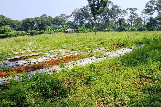 Di jual tanah kebun lokasi dekat dengan pembangunan Pemda Bogor timur cocok buat investasi masa depan Di jual tanah kebun lokasi dekat dengan pembangunan Pemda Bogor timur cocok buat investasi masa depan