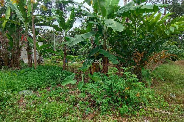 Tanah Siap Guna, Cocok untuk Bisnis Ternak/Berkebun, atau Membangun Rumah Impian Tanah Siap Guna, Cocok untuk Bisnis Ternak/Berkebun, atau Membangun Rumah Impian
