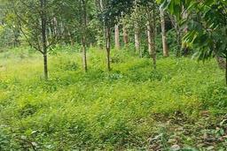 tanah 100 hektare di tombatu cocok buat pertanian dan perkebunan tanah 100 hektare di tombatu cocok buat pertanian dan perkebunan