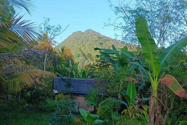 Tanah Murah Dekat Objek Wisata Air Terjun Sekumpul Tanah Murah Dekat Objek Wisata Air Terjun Sekumpul
