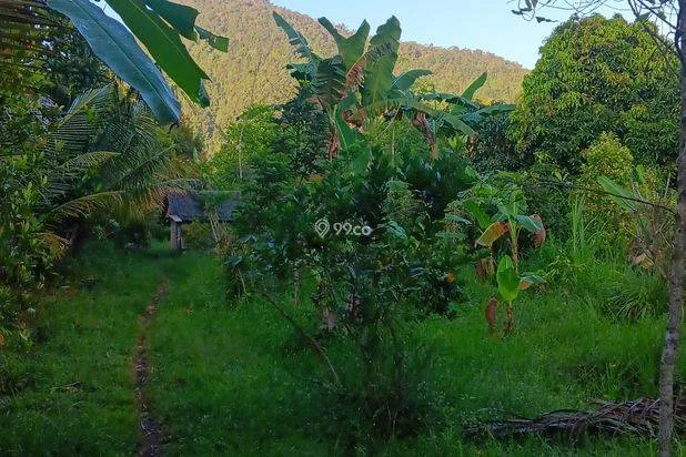 Tanah Murah Dekat Objek Wisata Air Terjun Sekumpul Tanah Murah Dekat Objek Wisata Air Terjun Sekumpul