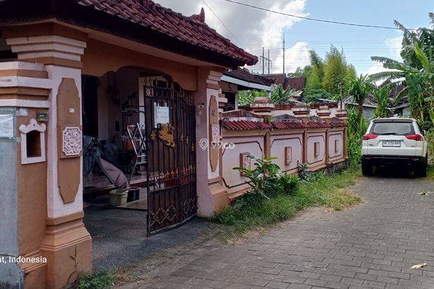 Muding Bougenville Muding Bougenville