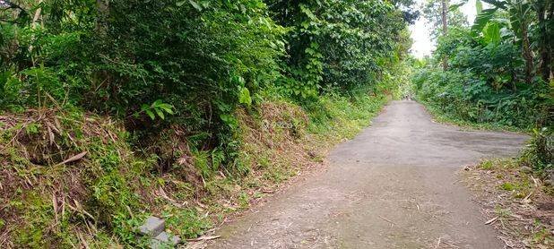 Tanah pekarangan subur Karangnongko,Klaten Tanah pekarangan subur Karangnongko,Klaten