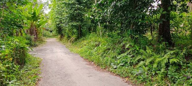 Pekarangan subur free pohon produktif Karangnongko Pekarangan subur free pohon produktif Karangnongko