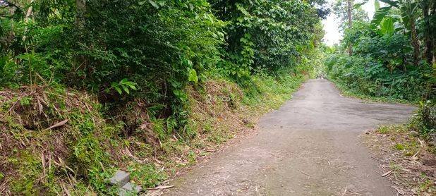 Pekarangan subur free pohon produktif Karangnongko Pekarangan subur free pohon produktif Karangnongko