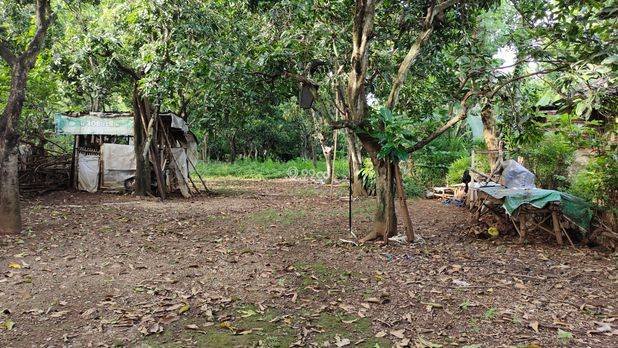 JUAL TANAH PEKARANGAN/KEBUN MURAH 275K/ m2 JUAL TANAH PEKARANGAN/KEBUN MURAH 275K/ m2