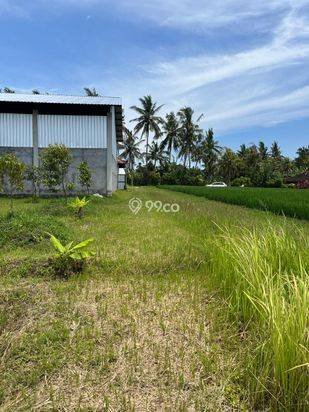 Tanah Siap Bangun 15 Are di Tabanan – Lokasi Strategis & Asri Tanah Siap Bangun 15 Are di Tabanan – Lokasi Strategis & Asri