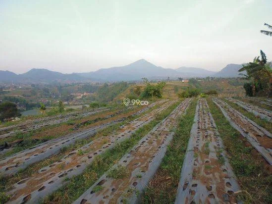 Tanah di Lembang Bandung Dijual, Luas Tanah 644m², Bisa Nego Tanah di Lembang Bandung Dijual, Luas Tanah 644m², Bisa Nego