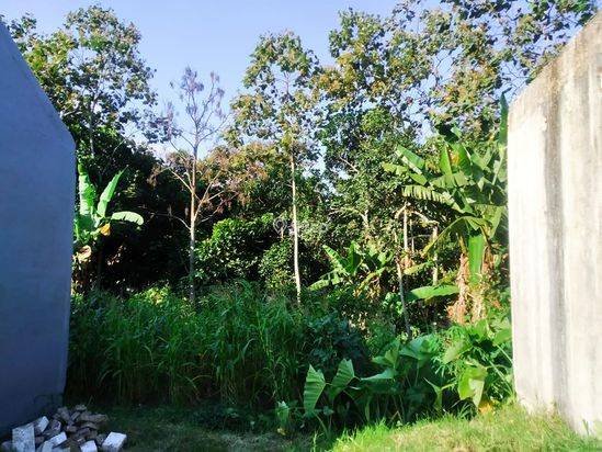 Tanah Luas Super Murah Dengan Udara Sejuk Segar di Kota Batu Tanah Luas Super Murah Dengan Udara Sejuk Segar di Kota Batu
