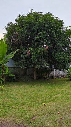 DIJUAL CEPAT – TANAH + RUMAH LUAS ±7 RANTE DIJUAL CEPAT – TANAH + RUMAH LUAS ±7 RANTE
