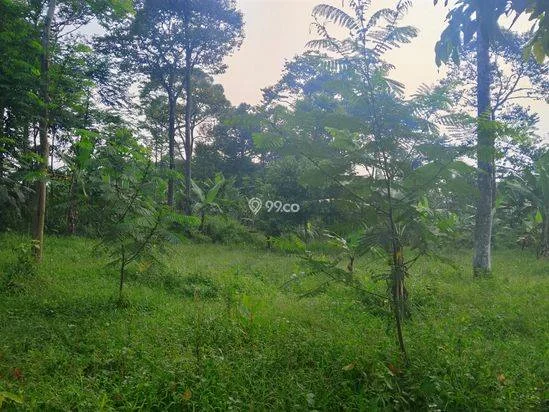 Di jual tanah kebun lokasi dekat dengan pembangunan Pemda Bogor timur cocok buat investasi masa depan Di jual tanah kebun lokasi dekat dengan pembangunan Pemda Bogor timur cocok buat investasi masa depan