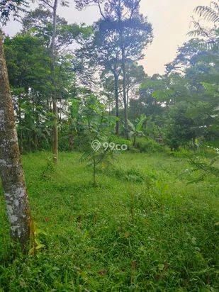 Di jual tanah kebun lokasi dekat dengan pembangunan Pemda Bogor timur cocok buat investasi masa depan Di jual tanah kebun lokasi dekat dengan pembangunan Pemda Bogor timur cocok buat investasi masa depan