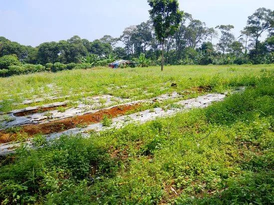 Di jual tanah kebun lokasi dekat dengan pembangunan Pemda Bogor timur cocok buat investasi masa depan Di jual tanah kebun lokasi dekat dengan pembangunan Pemda Bogor timur cocok buat investasi masa depan