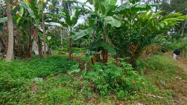 Tanah Siap Guna, Cocok untuk Bisnis Ternak/Berkebun, atau Membangun Rumah Impian Tanah Siap Guna, Cocok untuk Bisnis Ternak/Berkebun, atau Membangun Rumah Impian