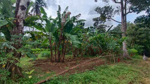 Tanah Siap Guna, Cocok untuk Bisnis Ternak/Berkebun, atau Membangun Rumah Impian Tanah Siap Guna, Cocok untuk Bisnis Ternak/Berkebun, atau Membangun Rumah Impian