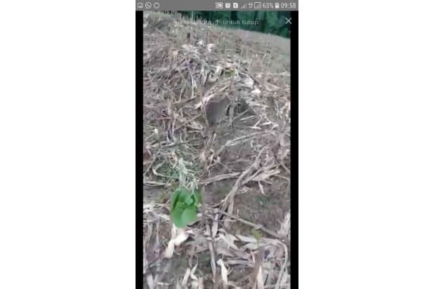 Dijual Tanah SHM Kawasan Industri Mainroad Ligung Majalengka