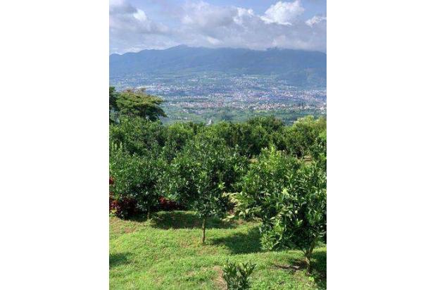 Tanah murah ada kebun jeruk di Batu