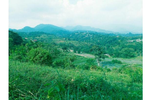 Tanah luas 38 ha puncak