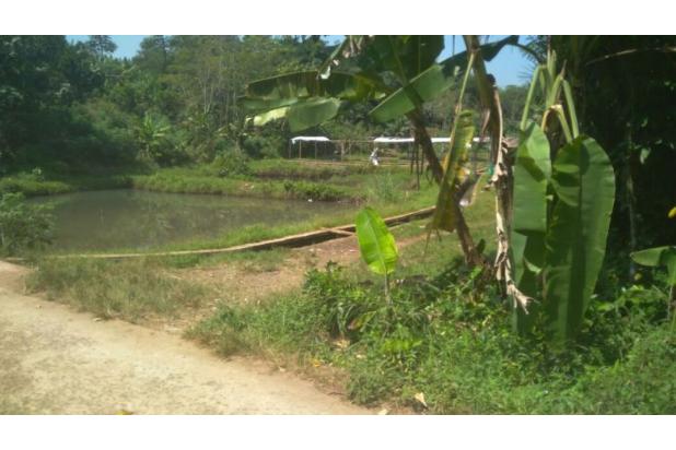 Dijual Tanah Empang 1500 m2 Pinggir Jalan Desa, Ciseeng - Bogor