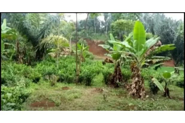 Dijual Murah BU Tanah SHM Kanoman Cibeber Cianjur Jawa Barat