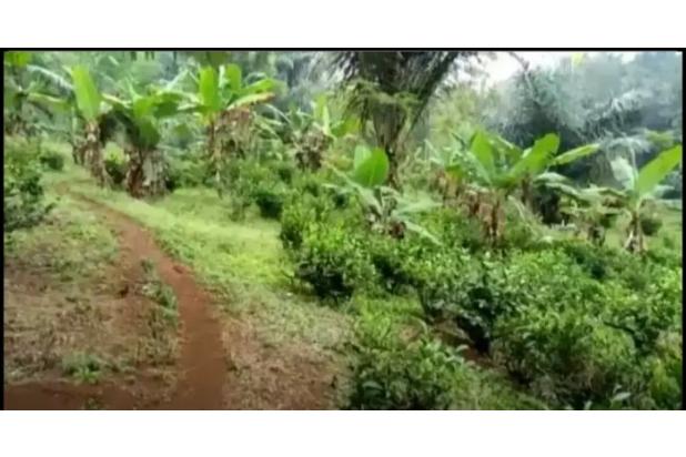 Dijual Murah BU Tanah SHM Kanoman Cibeber Cianjur Jawa Barat