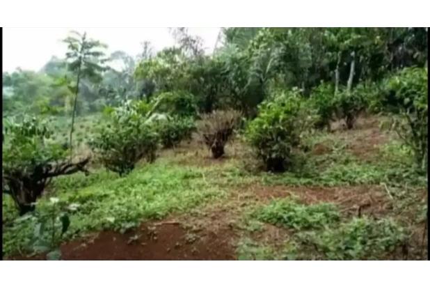 Dijual Murah BU Tanah SHM Kanoman Cibeber Cianjur Jawa Barat