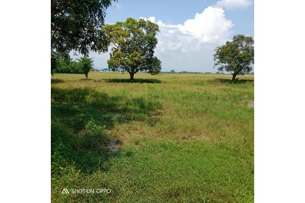 Jual Cepat Muraah Tanah Sawah Mainroad JL:Raya Pagaden Subang 10 Menit ke Pintu Tool Subang 