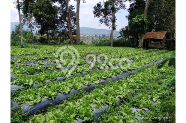 DIJUAL TANAH COCOK UNTUK VILLA DI CIKOLE LEMBANG DENGAN VIEW B