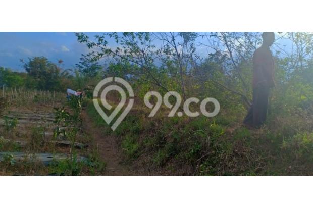 Tanah Luas Dan Murah Strategis di Petung Sewu Dau