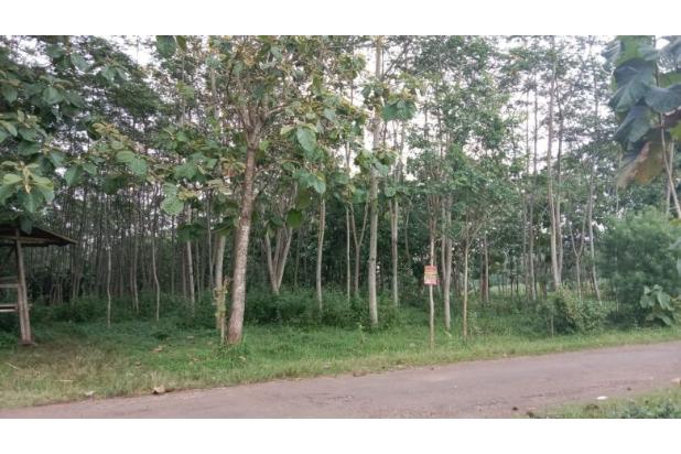 Jual Tanah Bonus Pohon Sengon