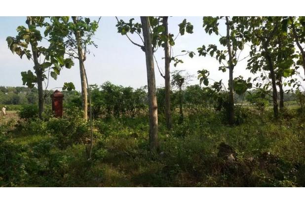 Tanah di Daerah Wates Kulonprogo , Jalan Raya Daendels 