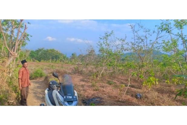 Lahan kebun super murah di Petungsewu Dau Malang