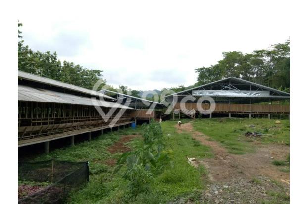 Tanah Peternakan Kebun Asri Desa Selawangi, Tanjungsari, Bogor