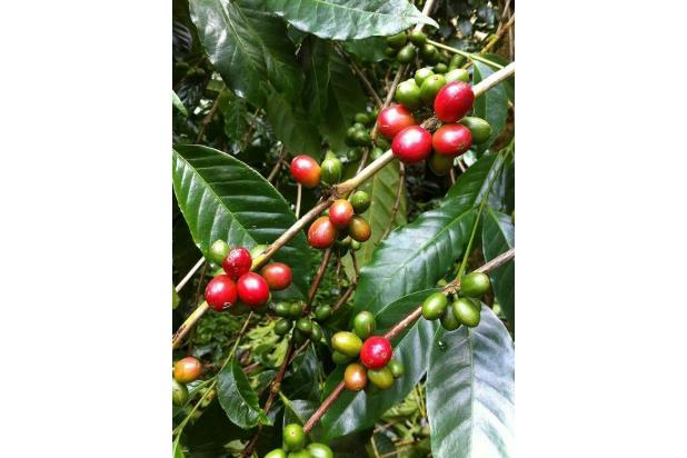 Perkebunan Kopi Sangat Produktif Daerah Bandung