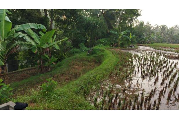 Dijual Sawah Strategis Luas Investasi Terbaik