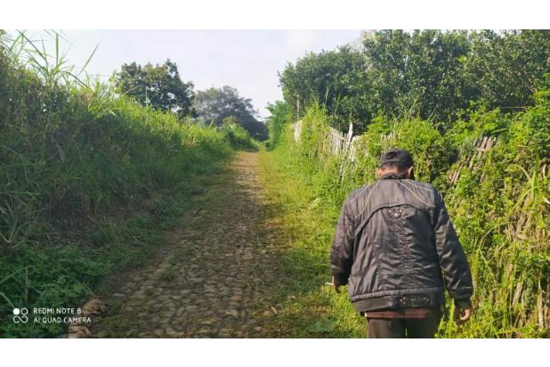 Tanah luas ladang kebun jeruk subur & produktif murah dikota M