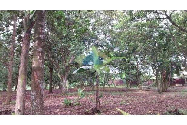Dijuak Tanah di Jl Kp Dangdang, Rumpin,
Bogor - Jawa Barat