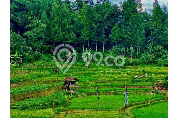 TANAH SULTAN 3000m² CISARUA PUNCAK BOGOR