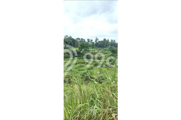 TANAH SULTAN 3000m² CISARUA PUNCAK BOGOR