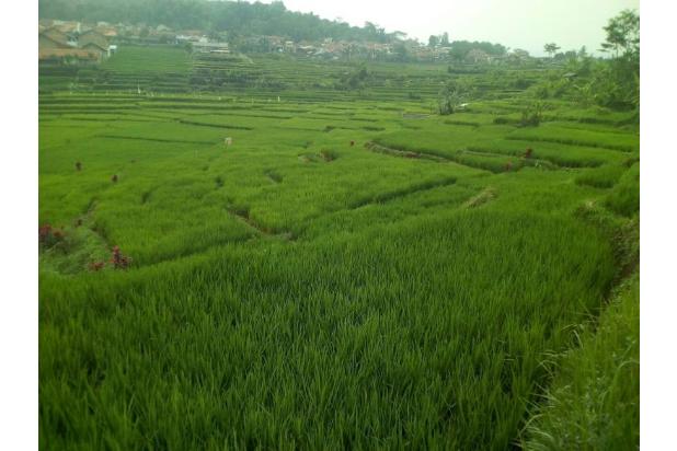 Jual Sawah Lokasi Cihampelas, Padalarang, Bandung Barat