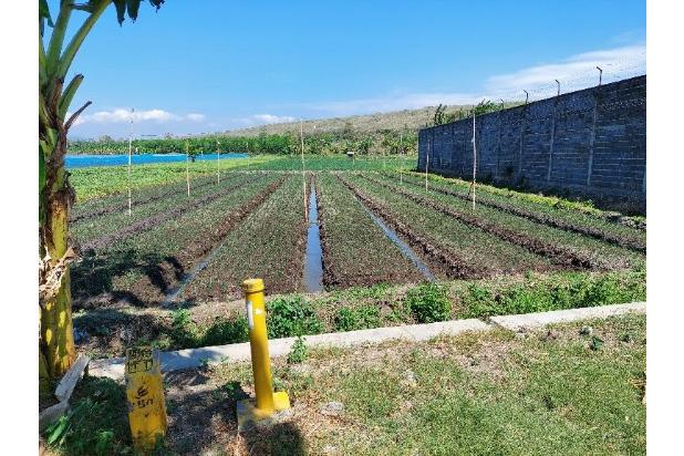 1,5 km dari PintuTol Gending Lahan utk Pabrik & Gudang 0 KM Pr