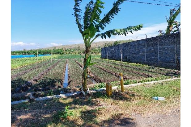 1,5 km dari PintuTol Gending Lahan utk Pabrik & Gudang 0 KM Pr