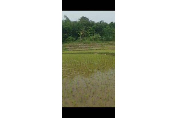 Di jual tanah sawah rata lt,3300 meter surat girik harga 50rb/m