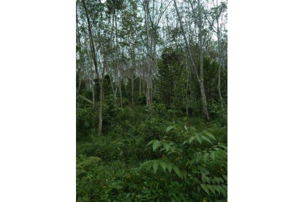 Dijual Lahan Tanah Kebun di Daerah Gunung Tanjung manonjaya Kabupaten Tasikmalaya