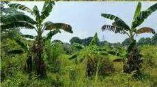 Dijual Tanah di Grand Sentul Bogor Jawa Barat