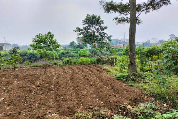 Dijual Tanah Bojongmalaka Rancamanyar